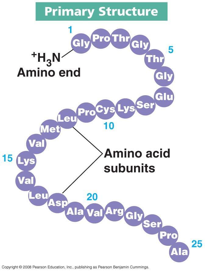La Struttura delle Proteine La STRUTTURA PRIMARIA è caratterizzata dalla successione degli amminoacidi all interno del polimero.
