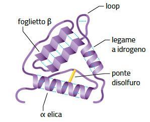 formazione di legami deboli tra le catene laterali dei vari aminoacidi