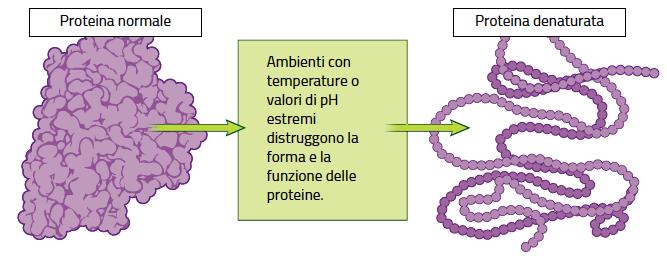 La Struttura delle Proteine La configurazione, cioè la forma della proteina, dipende dalla struttura primaria ed è essenziale per la sua funzione.