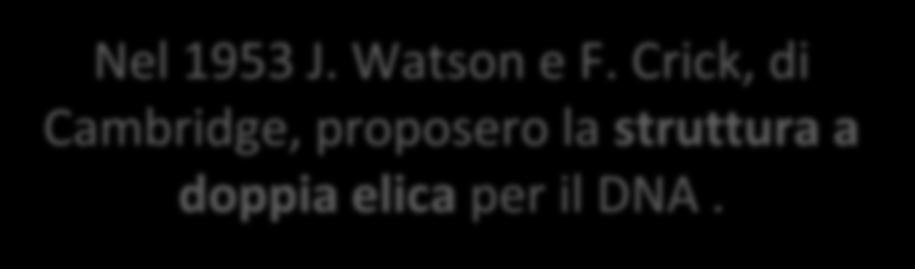 Il DNA è formato da due filamenti di nucleotidi uniti da legami a idrogeno tra le