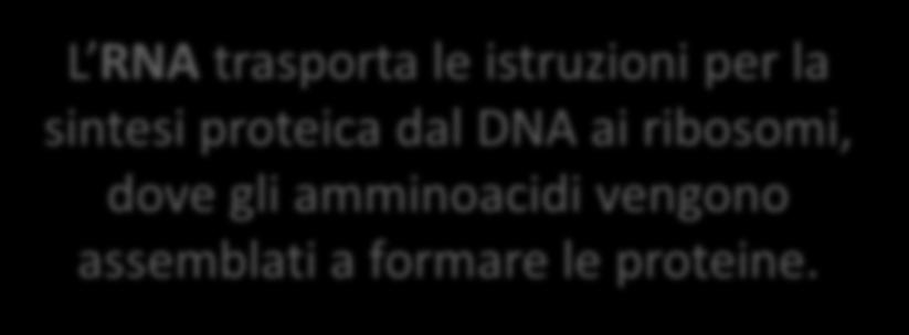 Gli Acidi Nucleici L RNA è invece costituito da un