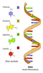 L RNA trasporta le istruzioni per la sintesi