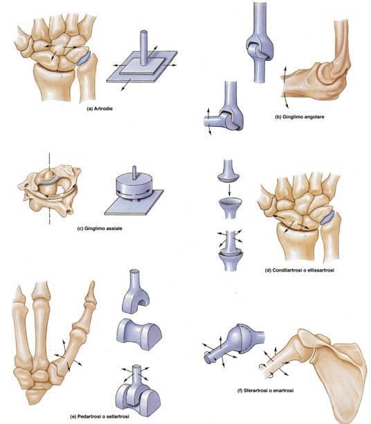 DIARTROSI: SCHEMI MORFOLOGICI ARTRODIA TROCLEA CONDILO: Flessione Estensione Adduzione Abduzione Circonduzione ENARTROSI: Flessione