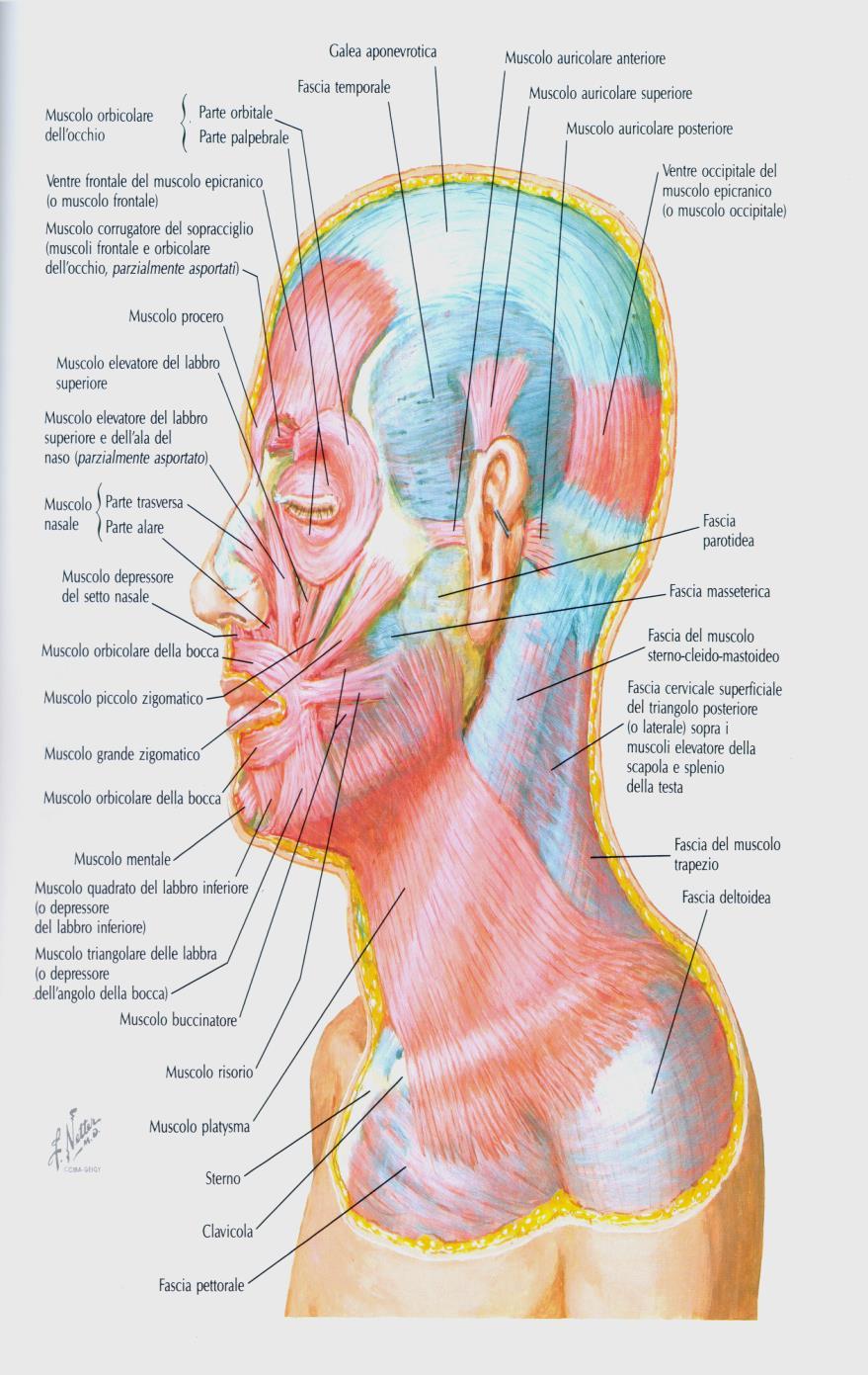 FASCE ED APONEUROSI MUSCOLARI SCHELETRICHE FASCE: strutture di tessuto