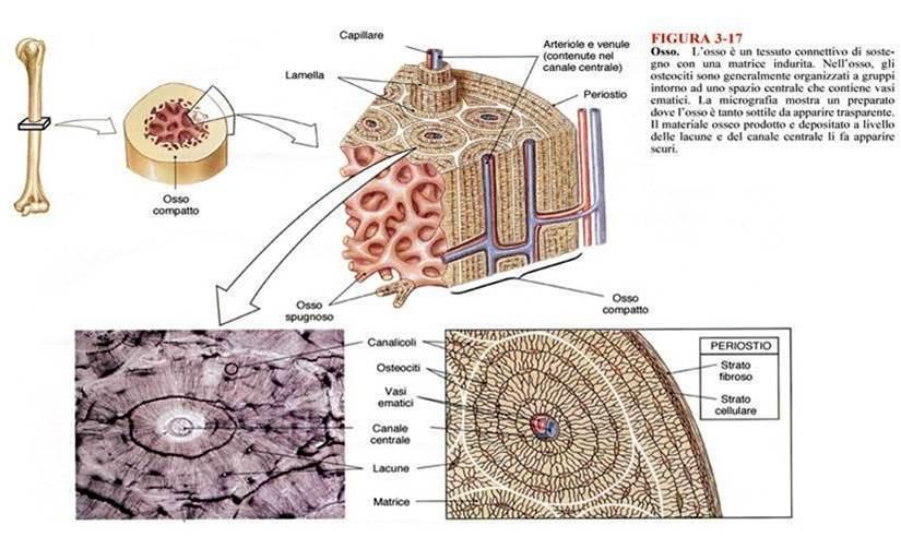 TESSUTO OSSEO: SCHEMA DI ORGANIZZAZIONE GERARCHICA MACRO-MICROSOPICA PERIOSTIO: TESSUTO CONNETTIVO FIBRILLARE DENSO A FASCI