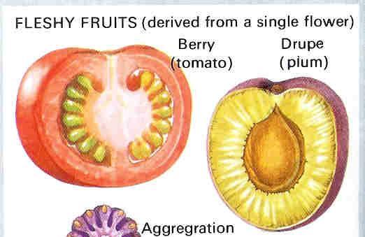 Frutti carnosi presentano un pericarpo totalmente o parzialemente carnoso.