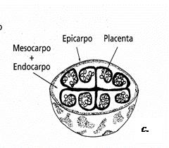 ESPERIDIO