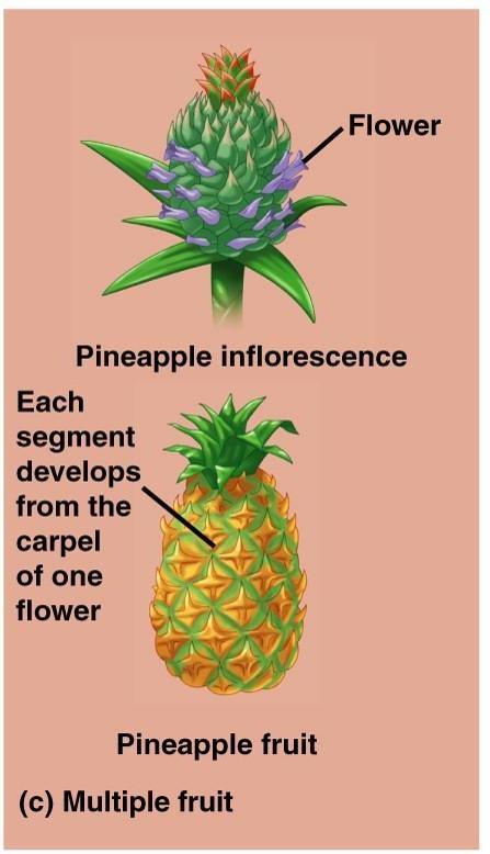 ANANAS