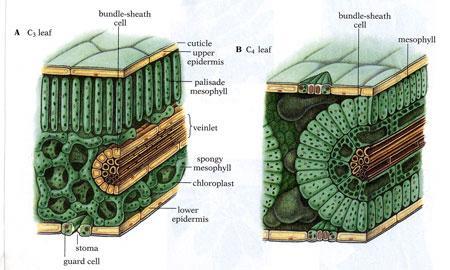 l ossalacetato, un composto a 4 atomi di C C4 tipico delle