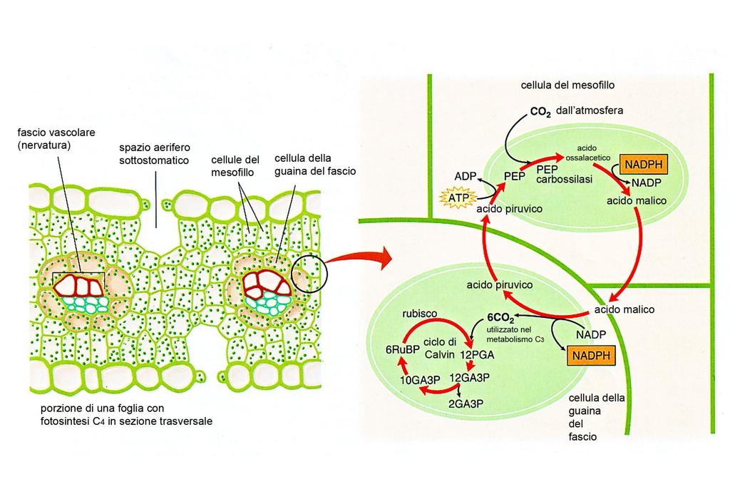 Le piante C4 hanno sviluppato un meccanismo più efficiente per far arrivare la CO 2 all'enzima Rubisco.