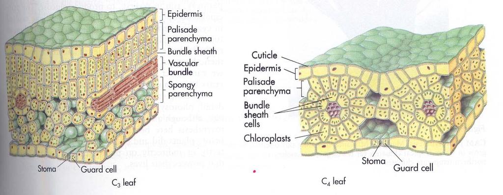 epidermide Palizzata Fascio vascolare Parenchima spugnoso