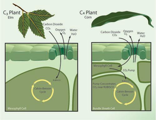 Vantaggio evolutivo delle C4 La CO2 è pompata dalle cellule del mesofillo nelle cellule della guaina del fascio in modo continuo.