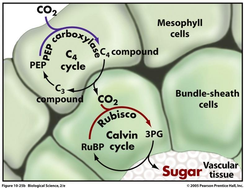 Anche se non aprono gli stomi frequentemente e non liberano O2, le C4 non vanno in inibizione della fase oscura della fotosintesi perchè riescono a tenere elevato il livello di CO2 nella guaina del
