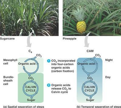 Vantaggio evolutivo delle CAM (ex. Crassulaceae.