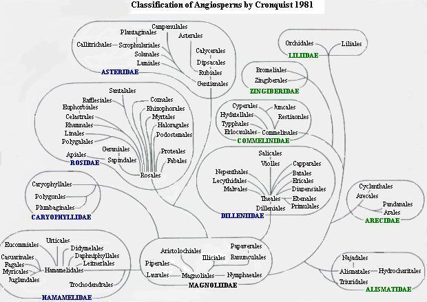 Sottoclassi e ordini classe Le angiosperme si dividono in due classi (monocotiledoni e