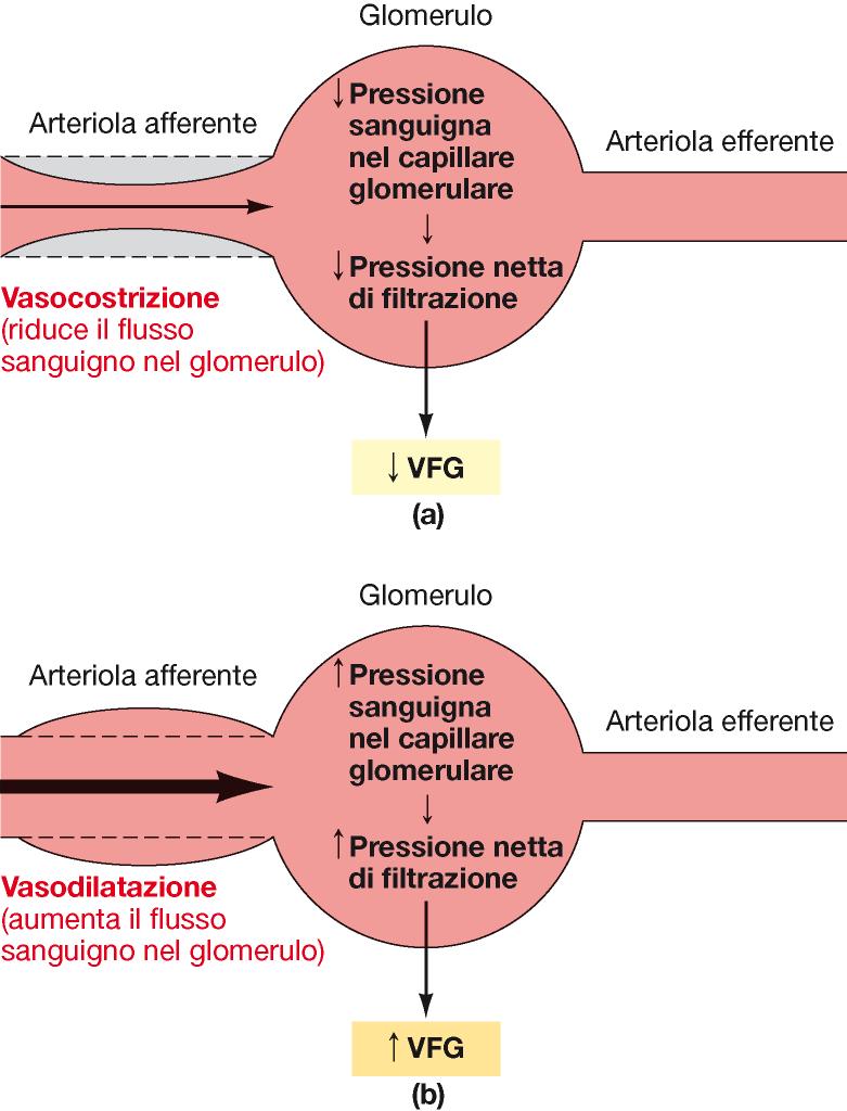 Autoregolazione renale della VFG e del FPR F P R FER FER Meccanismi: