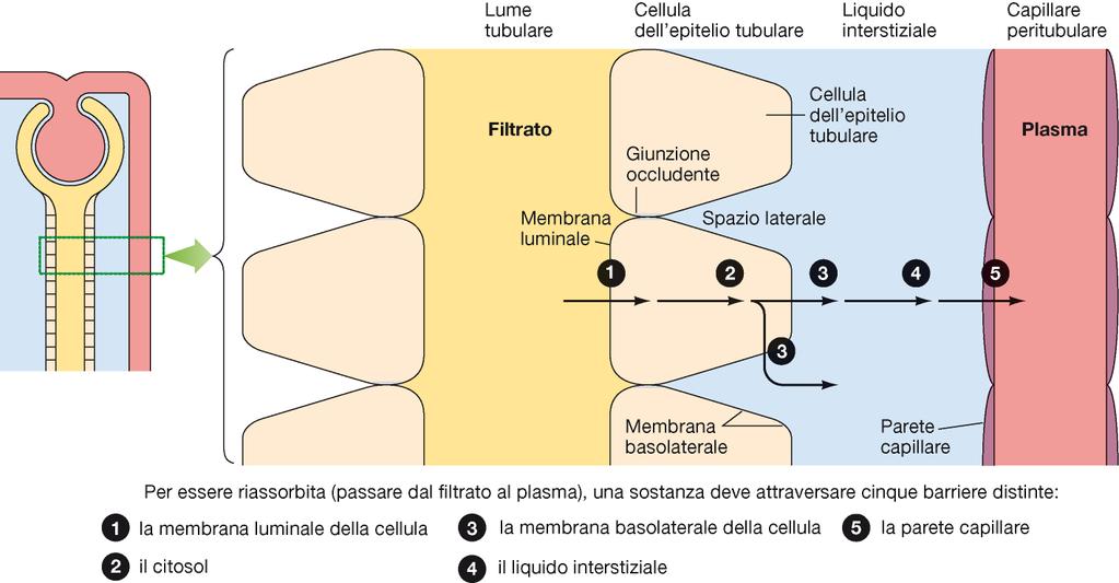 Tappe del