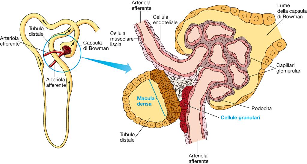 L APPARATO IUXTAGLOMERULARE