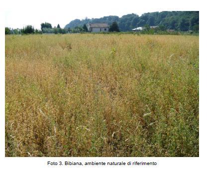 MONITORAGGIO FARFALLE La causa più importante della scarsità di biodiversità è l ECCESSO DI PULIZIA: l eliminazione di aree non coltivate (piccoli