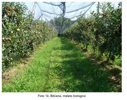 ) impedisce alla fauna di trovare rifugio e soprattutto piante ospiti per la riproduzione.