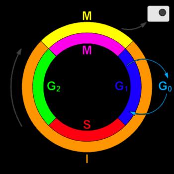 Ciclo cellulare G2 checkpoint: dimensioni cellulari, presenza di nutrienti,