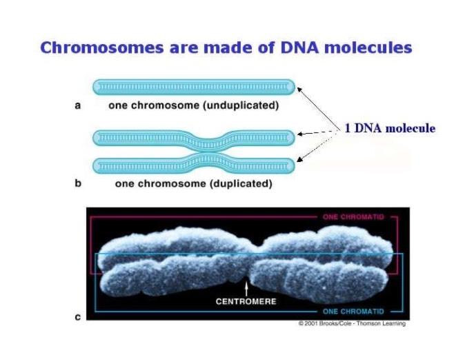 (riparazione del danno o apoptosi) M checkpoint: Cromosomi allineati sulla