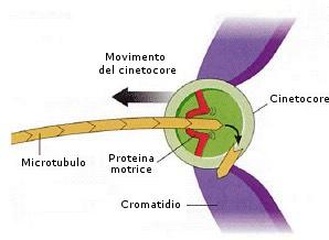 cromosomi disposto a 90 rispetto a quello del fuso.