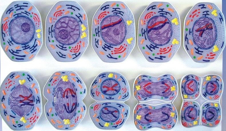 Cellula germinale diploide Meiosi Quattro cellule figlie aploidi È un tipo di divisione nucleare che riduce a metà il numero di cromosomi originario: una sola duplicazione del DNA seguita da 2