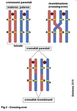 Crossing Over Gameti parentali Gameti ricombinanti La