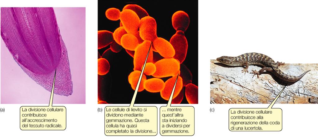 La divisione cellulare negli organismi unicellulari e in quelli pluricellulari Negli organismi pluricellulari come piante e animali