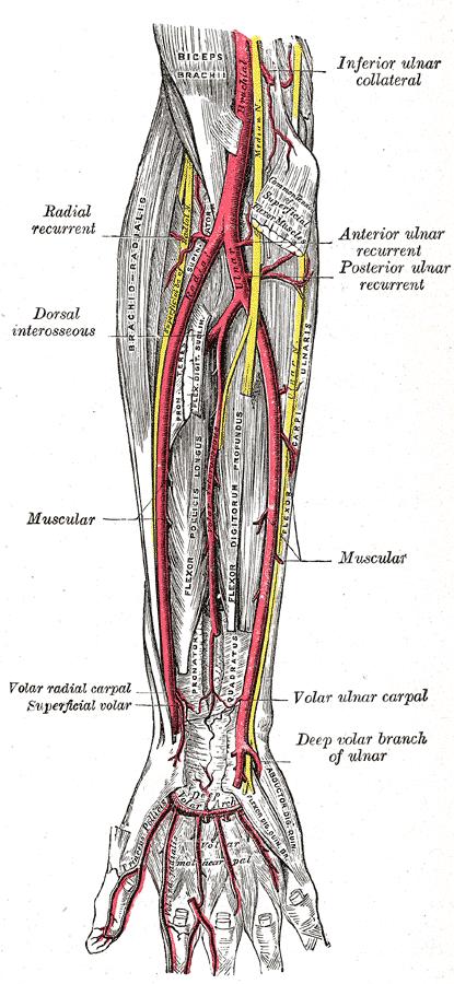 SEDI ANATOMICHE DELL EGA ARTERIA RADIALE (facilmente accessibile alla palpazione considerata la sede più comune);