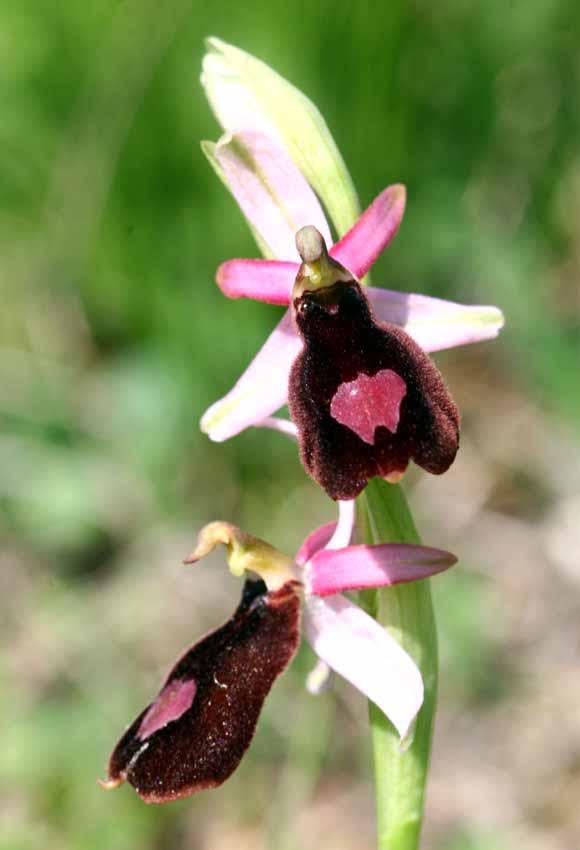 NOME SCIENTIFICO: OPHRYS BERTOLONII ssp BENACENSIS (Reisigl) P. Delforge SINONIMO: Ophrys bertoloniiformis ssp benacensis Reisigl, Ophrys benacensis (Reisigl) O. Danesch, E. Danesch & Ehrend.