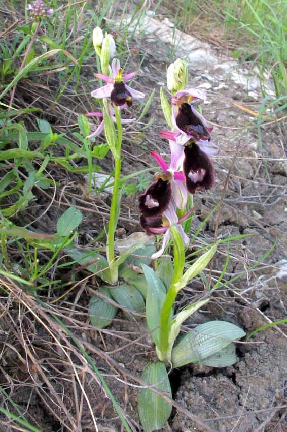 Orchidea del Benaco