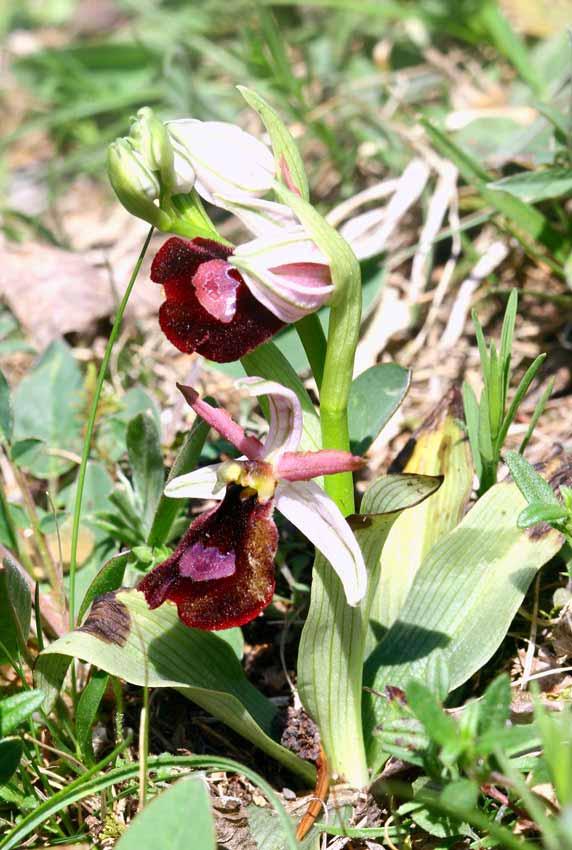 Ophrys Bertolonii