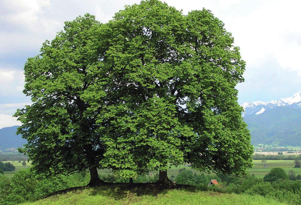 Possiedono tronco robuso alla cui base si sviluppano numerosi polloni e chioma larga ramosa e tondeggiante Albero dalle importanti dimensioni, con rami dalla corteccia grigia o