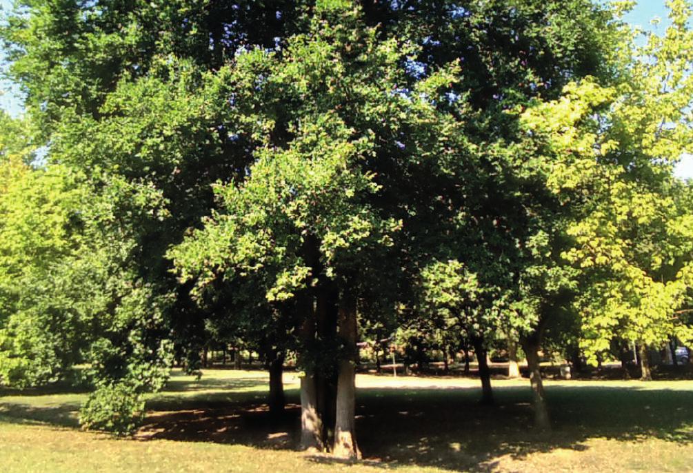 Varietà di piante OLMO COMUNE OTTANO NERO (ULMUS MINOR) (ALNUS GLUTINOSA) L'ontano nero è un albero alto intorno ai 10 metri, con corteccia di colore nero.