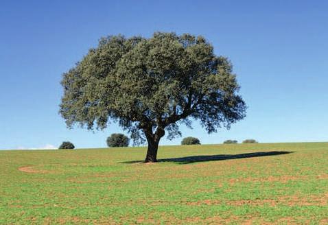 arboree arrivano ai 20 metri di altezza Buono LECCIO (QUERCUS ILEX) E un albero sempreverde di altezza ﬁno a 20-24 m.
