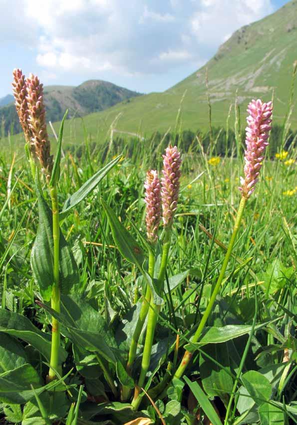 NOME SCIENTIFICO: POLYGONUM BISTORTA L.