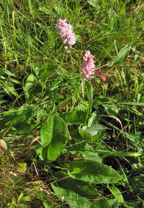 Polygonum