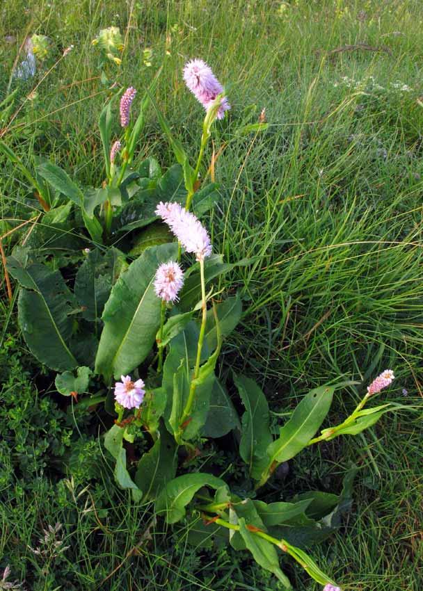 Polygonum Bistorta Bistorta,