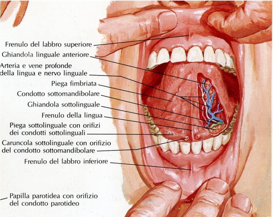 Ghiandola