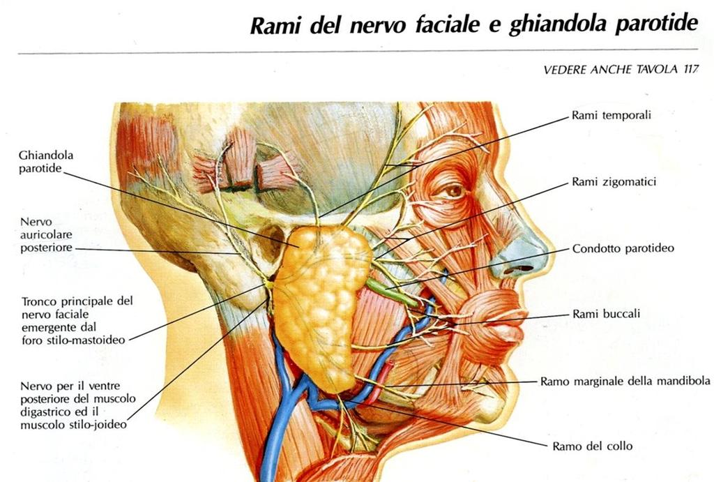 Ghiandola