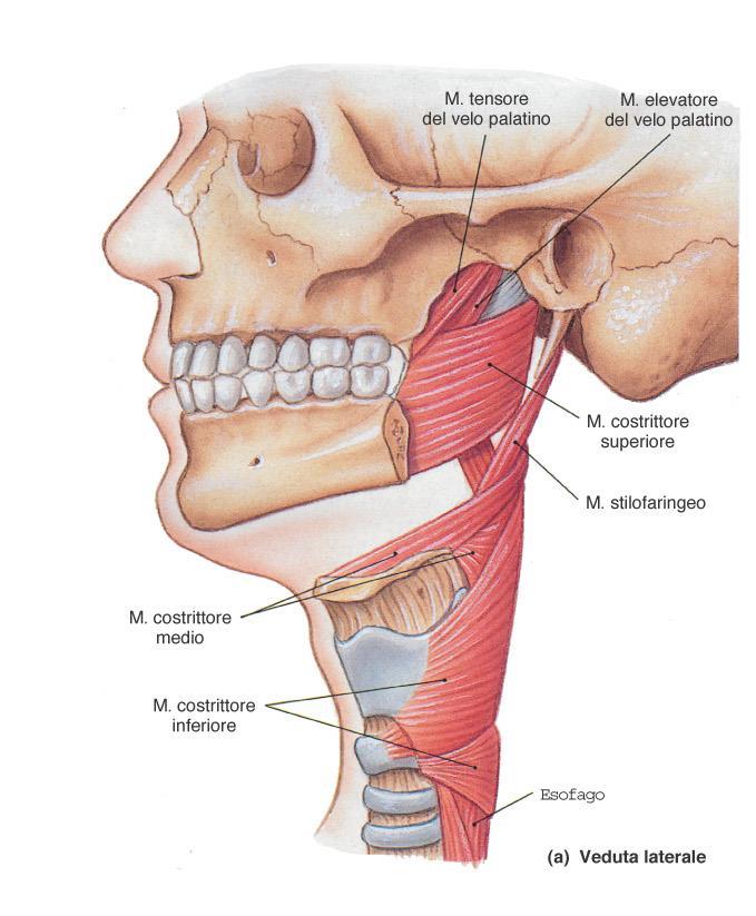 Muscoli della faringe: - si dividono in costrittori ed elevatori - sono responsabili della struttura e dei movimenti della faringe Faringe: organizzazione muscolare Muscoli costrittori della faringe: