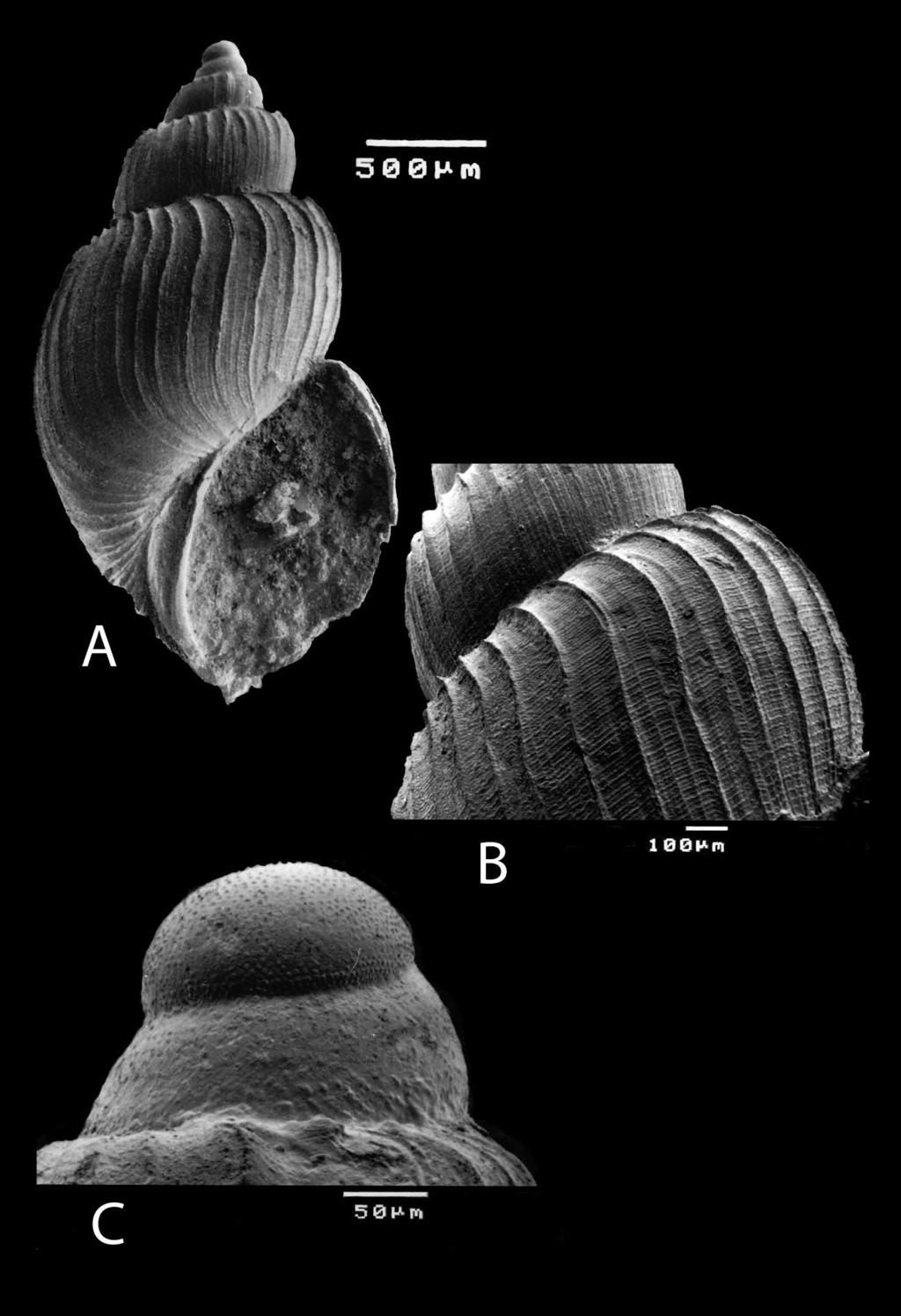 Cimenorytis landaui Sosso, Dell Angelo & Bonfitto, 2013; prov.