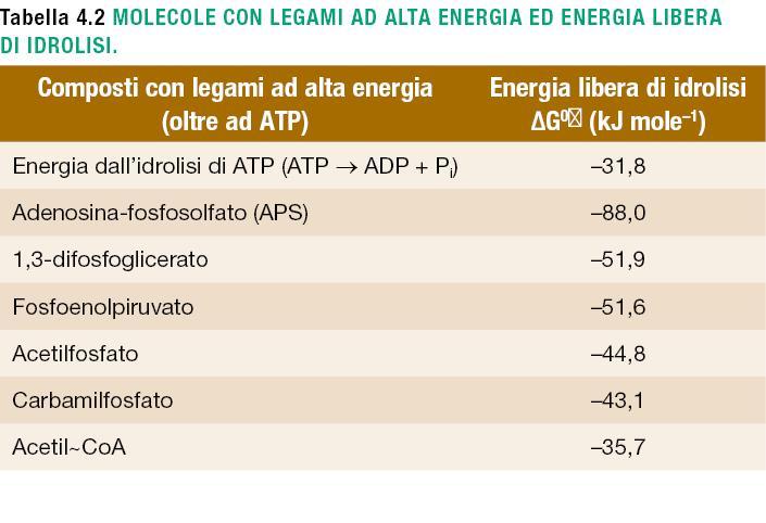 ATP e altri composti ad alta energia L energia rilasciata nelle reazioni di ossidoriduzione non è persa ma è conservata tramite la formazione di composti che contengono legami