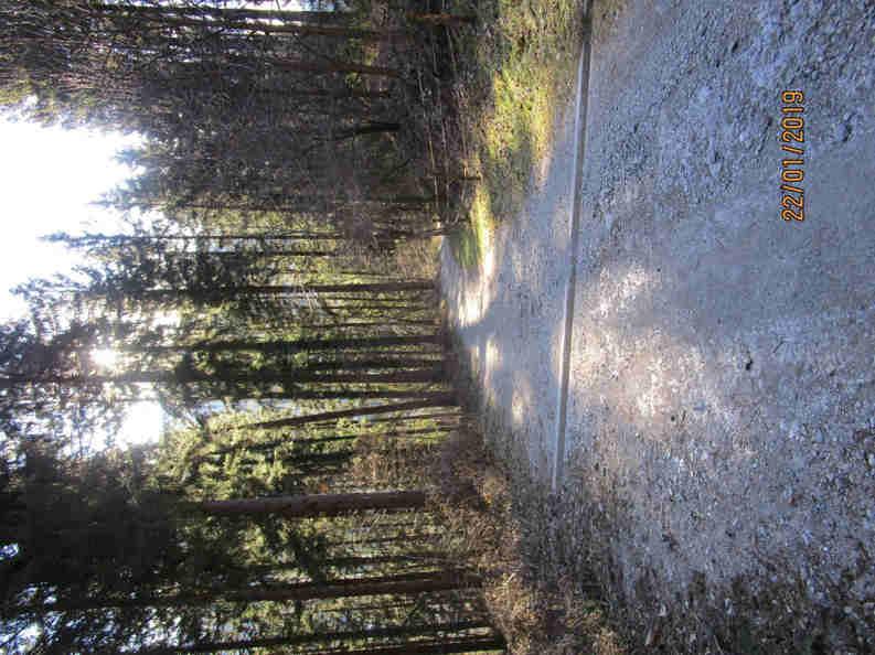 PARTENZA BOSCO MUSEIS ARRIVO