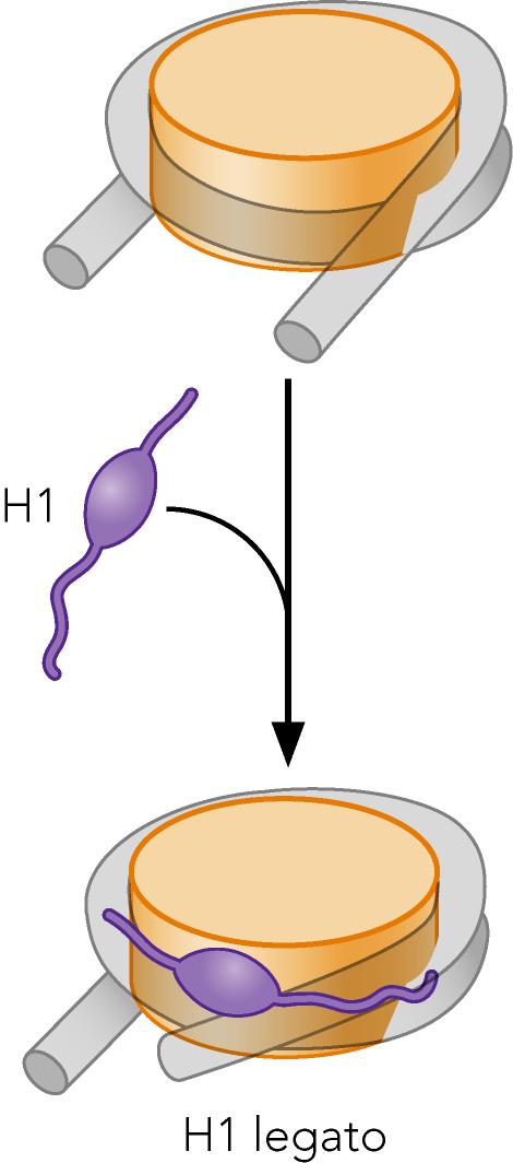 Interazione dell istone H1 col DNA nucleosomico Il passaggio successivo dell impacchettamento dei nucleosomi è mediato dall istone H1, che