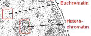 La cromatina è quindi un complesso sovramolecolare di acidi nucleici (DNA e