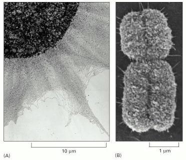 di organizzazione o compattazione o condensazione varia da cellula a