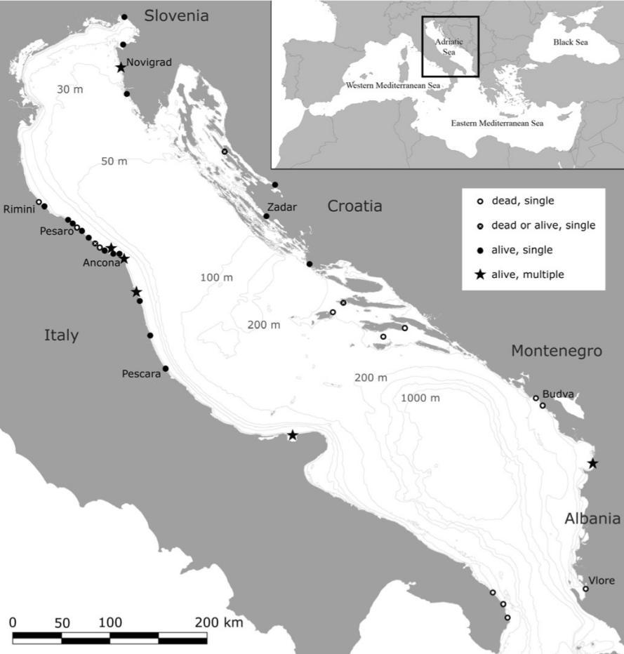 questa zona non è di grande importanza per il Capodoglio; questo fatto è supportato da recenti ricerche condotte con mezzi aerei e con idrofoni, le quali non hanno portato all individuazione di